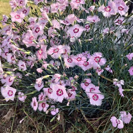 Готель Au Clos Des Figues Chambon  Екстер'єр фото