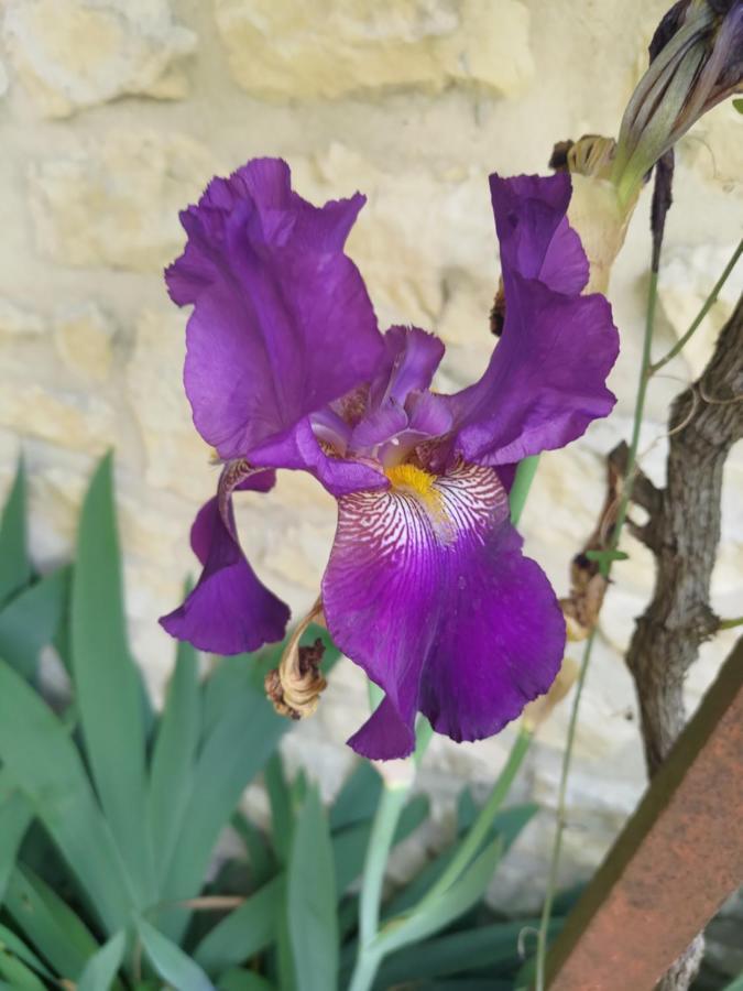 Готель Au Clos Des Figues Chambon  Екстер'єр фото