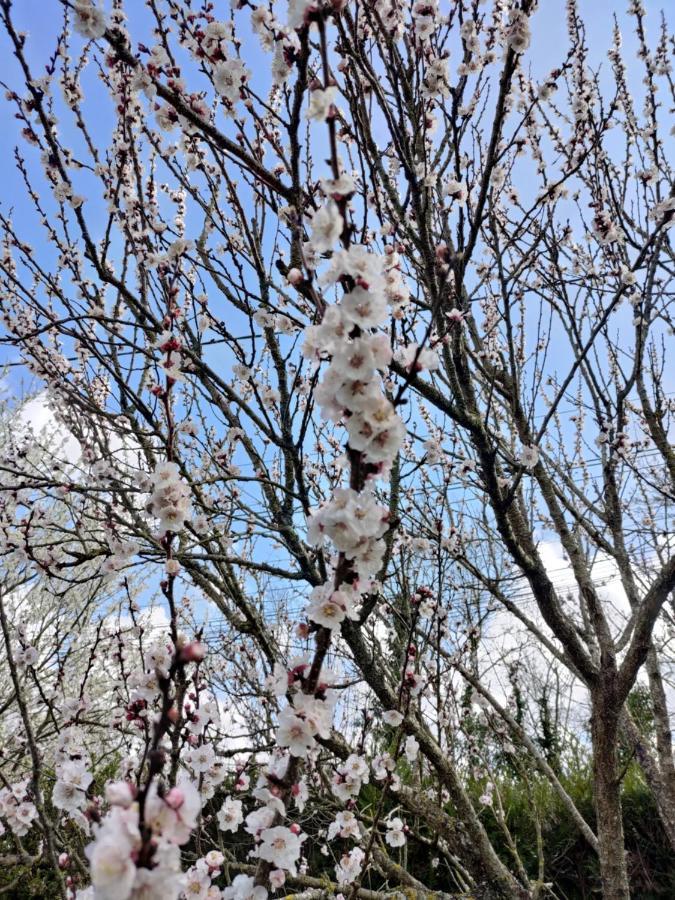 Готель Au Clos Des Figues Chambon  Екстер'єр фото